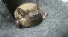 Дома бат: дали вреди тоа и кои тешкотии чекаат во содржината?